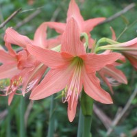 Hippeastrum puniceum (Lam.) Voss